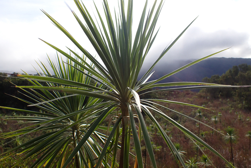 Wilkesia gymnoxiphium observed 2026-08-02
