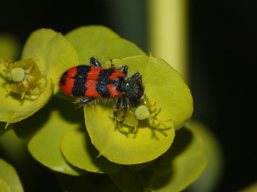 Bee-eating Beetle (Trichodes alvearius) photo 2