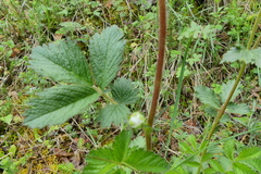 Drymocallis rupestris