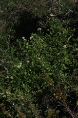Microglossa mespilifolia