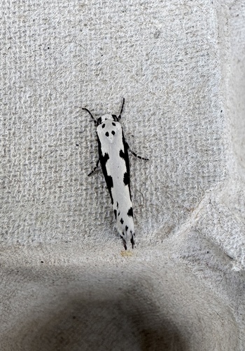 Viper's Bugloss Moth, Aalsumstraat, Tilburg, Brabant, NL, photo 4 of 10