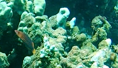 Pseudocheilinus octotaenia observed 2026-08-02
