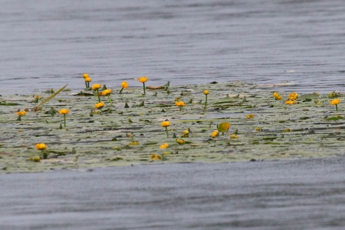 yellow water-lily