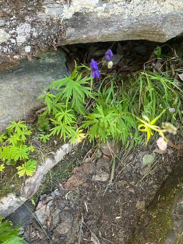 Larkspurleaf Monkshood