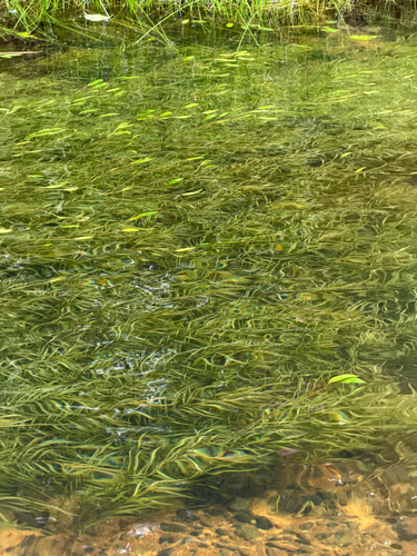 Potamogeton epihydrus