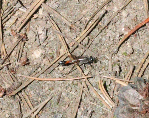 iNaturalist observation photo of Thread-waisted Wasps