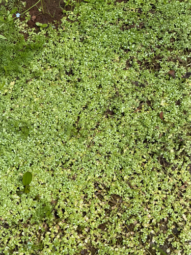 Callitriche stagnalis