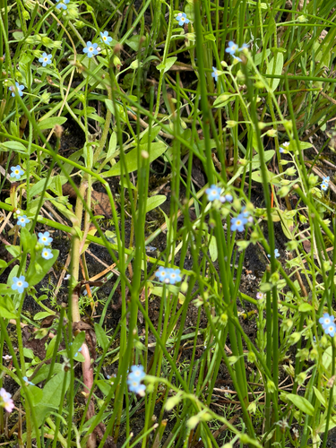 Myosotis laxa