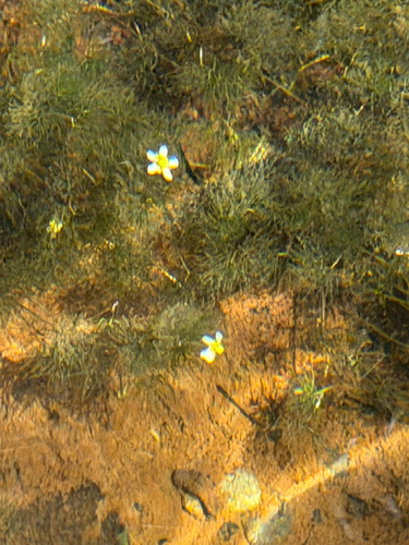 Ranunculus aquatilis