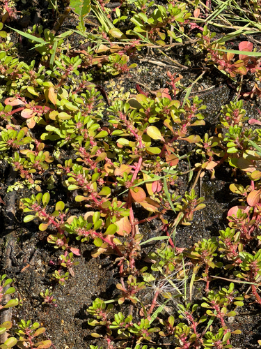 Lythrum portula