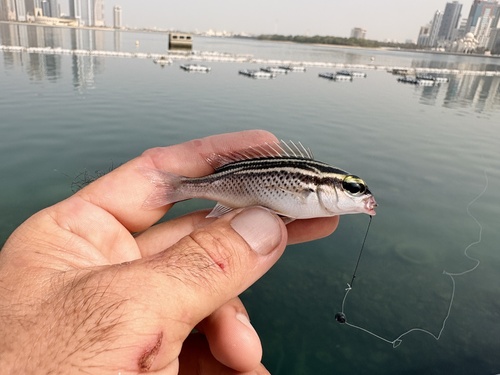 Arabian monocle bream (Scolopsis ghanam) — Nemipteridae — 2