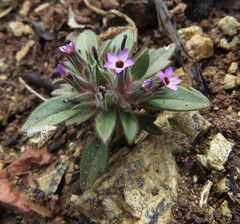 Collomia diversifolia