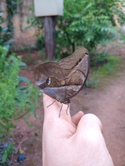 Eryphanis automedon amphimedon