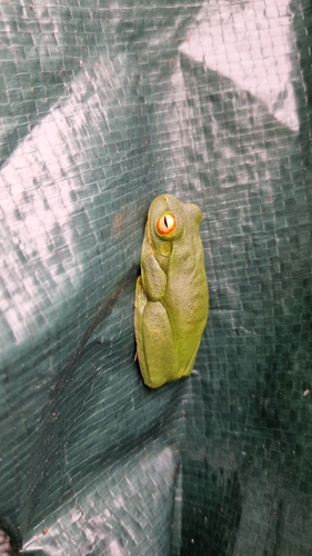 Orange-thighed Frog