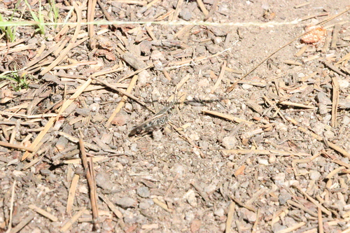 iNaturalist observation photo of Clear-winged Grasshopper