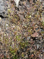 Hornungia procumbens