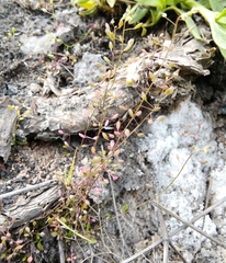 Hornungia procumbens