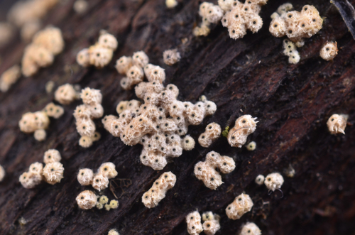 Lasiosphaeria lanuginosa