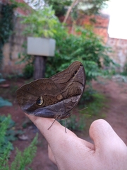 Eryphanis automedon amphimedon