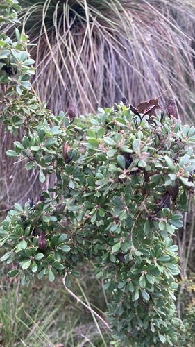 candle hakea