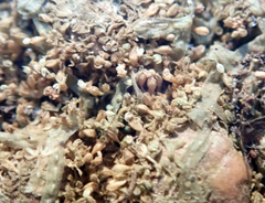 Siphonolejeunea nudipes