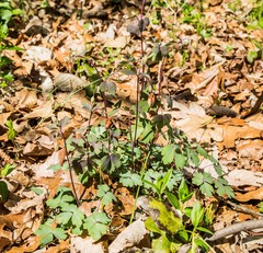 Aquilegia canadensis