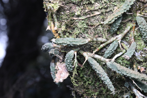 Dendrobium cucumerinum, photograph 1