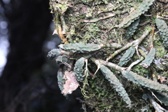 Dendrobium cucumerinum, photograph (c) Liam southwell, some rights reserved (CC BY)