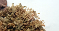 Siphonolejeunea nudipes