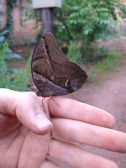 Eryphanis automedon amphimedon
