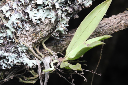 Sarcochilus falcatus