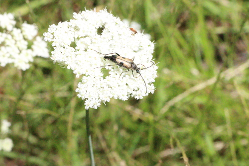 iNaturalist observation photo of Etorofus