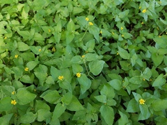 Calyptocarpus vialis
