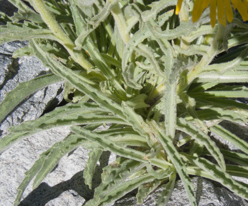 Hulsea algida, photograph 3