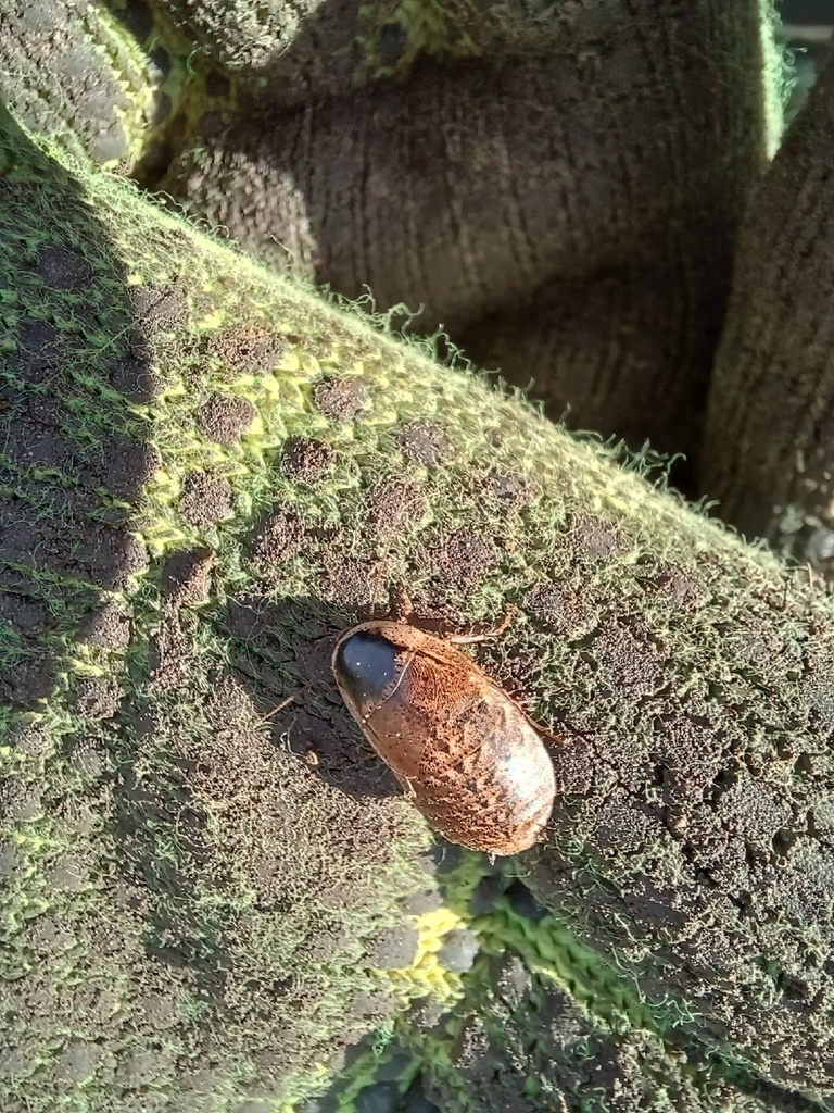 Epilampra hualpensis