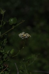 Microglossa mespilifolia