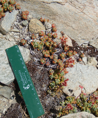 Sedum obtusatum, photograph 4