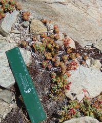 Sedum obtusatum, photograph (c) Spencer Hurt, some rights reserved (CC BY)