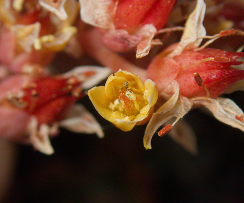 Sedum obtusatum, photograph 6