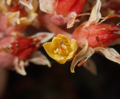 Sedum obtusatum, photograph (c) Spencer Hurt, some rights reserved (CC BY)