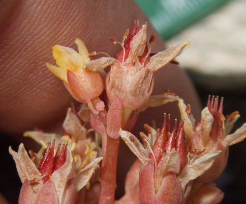 Sedum obtusatum, photograph 5