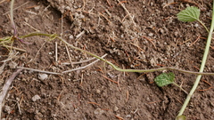Lamium galeobdolon montanum