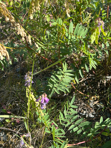 Alpine Sweet-vetch