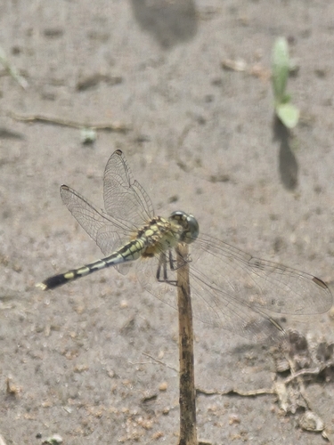 Chalky Percher