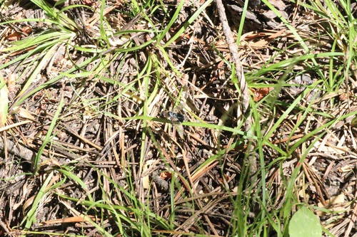 iNaturalist observation photo of Villa