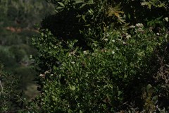 Microglossa mespilifolia