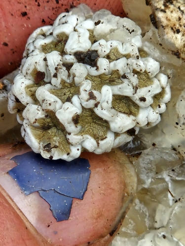 smooth cage fungus
