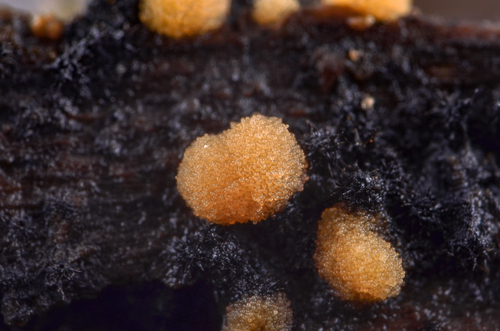 Sphaerosporium lignatile