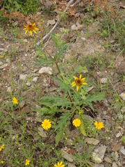 Tetragonotheca texana