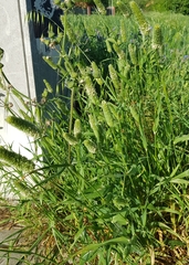 Phalaris caroliniana